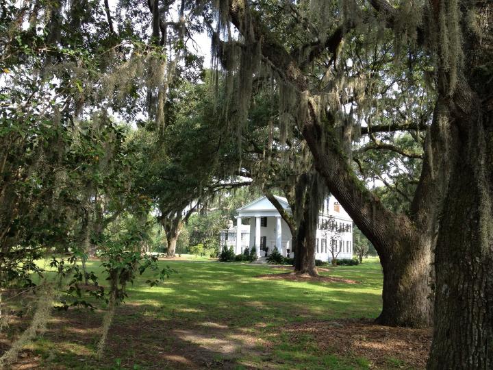 Spanish moss growing from a tree.